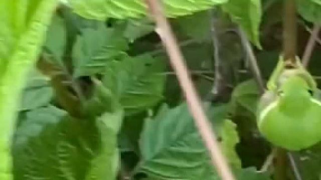 这是什么蛙？感觉再吹大一点就爆了 ​