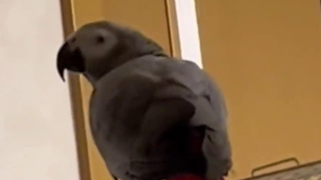 鹦鹉凌晨作歌，简直是鹦鹉界的周杰伦，网友：连鸟都要说结婚没结果