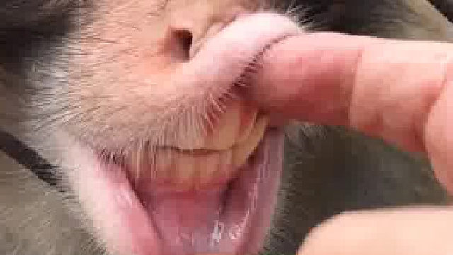 这猴也不刷牙，牙怎么这么白呢