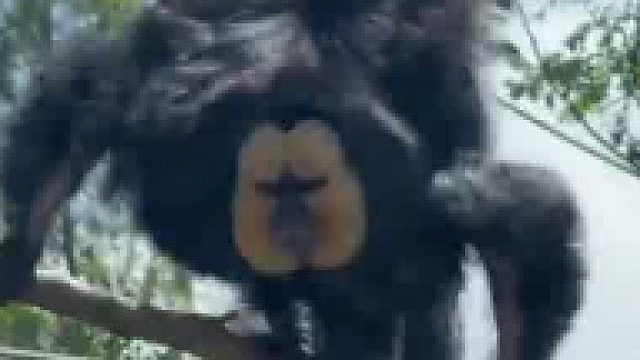 网友在动物园里看到一只猴子，不仅长得有特色还很活泼，“看久了还挺讨喜”