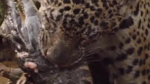 豹锁喉使鳄鱼窒息