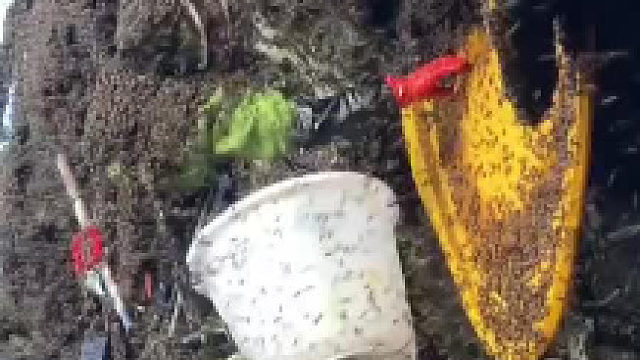 密集症慎入，采蜜，决战悬崖之巅