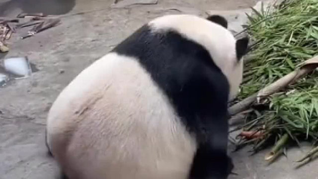 不愧是一屁股坐死一条蛇的好臀