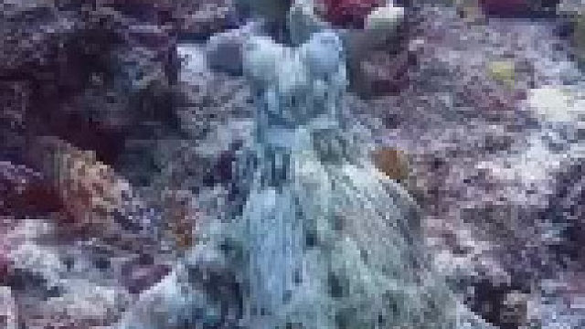 章鱼优雅地改变颜色，令人着迷的转变