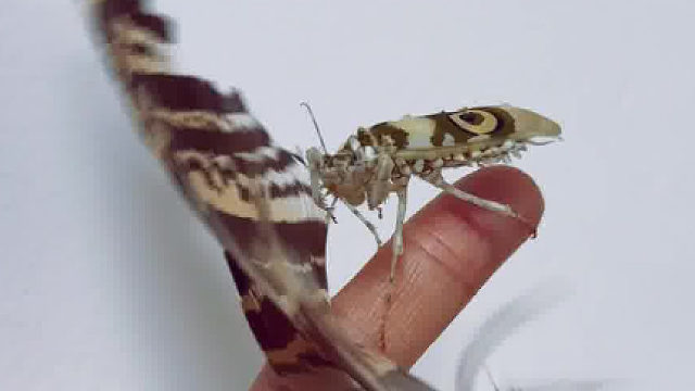 刺花螳螂是明星兰花螳螂（冕花螳）的海外亲戚，拟态花芽叶芽，长得很精致