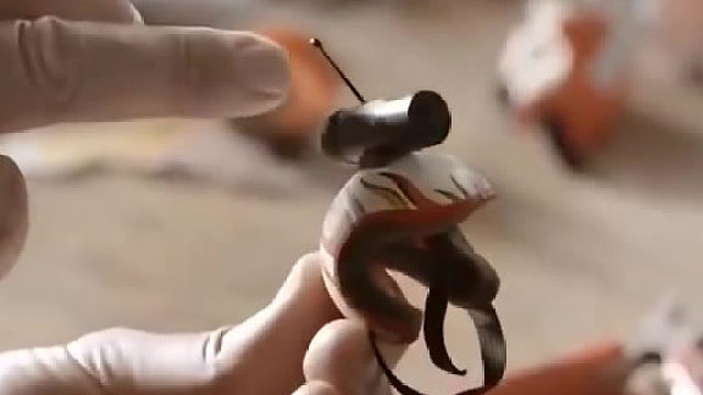 传说中的摄像鸡