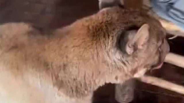 在阿根廷，一只盲眼的美洲狮被人救助后，成为了这家人的猫