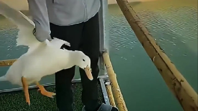 鸭：我命由我不由天