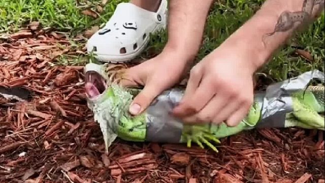 小哥从捕猎者手中救下小蜥蜴，重获自由后把小哥当爸爸比狗还黏人