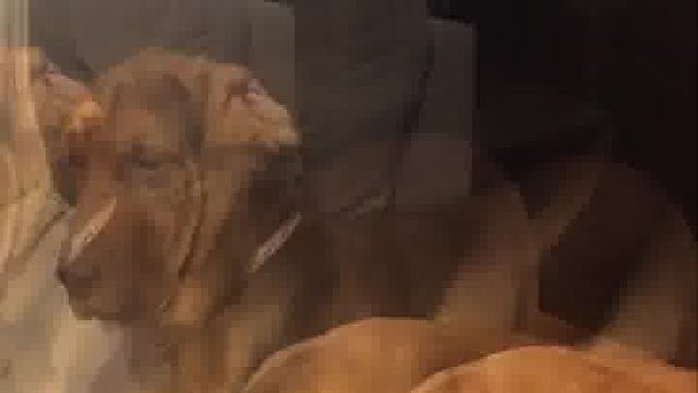 这狗子好贱，像极了我的损友~