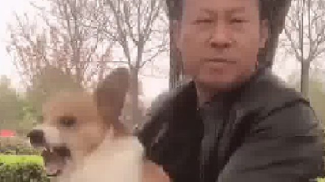 柯基骂的太难听了？