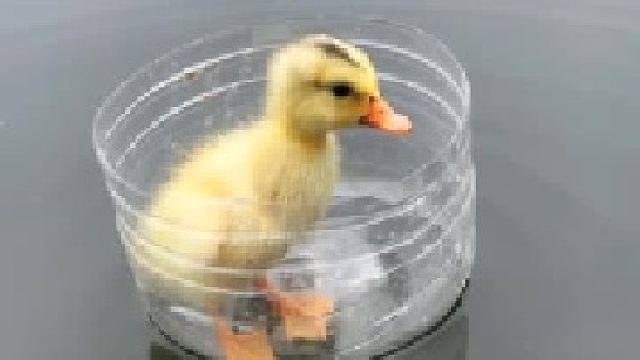 皮久鸭第一次坐船