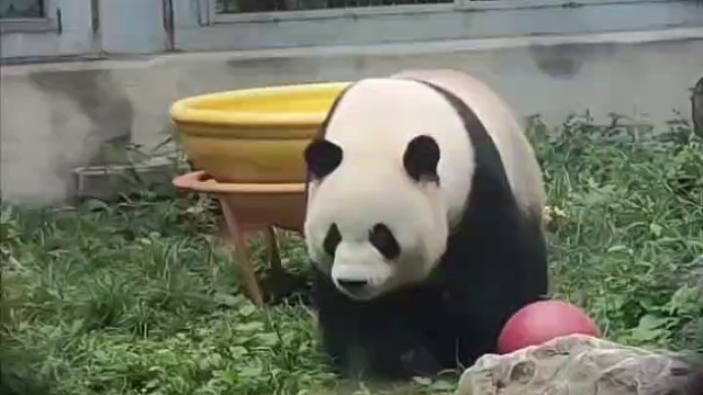 胖兰，猛大，福炫，笑方