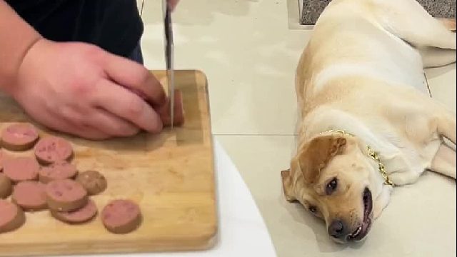 100斤的狗子，99个心眼子