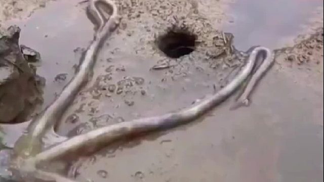 八爪鱼真是个钻洞高手。什么洞也能钻