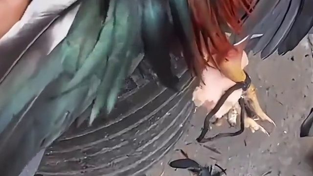 鸡：你随意修改我的羽毛，简直是画蛇添足