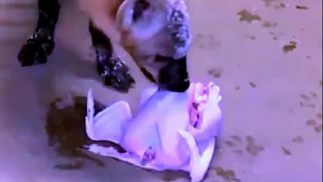 鬣老二吃鸡跟吃薯片似的，咬合力真强吃嘛嘛香