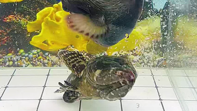 石斑鱼终于学会反击了