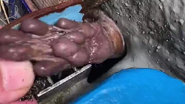 獭獭爪爪肉肉球球 ​