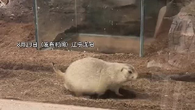 土拨鼠：什么玩意儿！特么吓我一狙灵