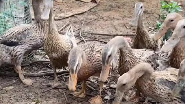 我抓蚂蚱喂小鸭子，个子溜溜的长