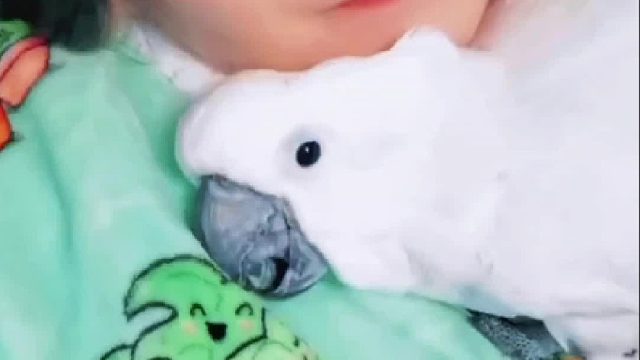 社恐的鹦鹉在男友家住了一段时间后，竟然变成了社牛