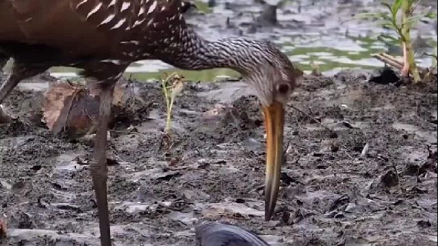 秧鹤吃河蚌：这真是一道硬菜！