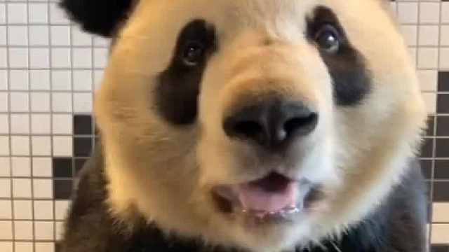 大熊猫毛笋有多像小狗