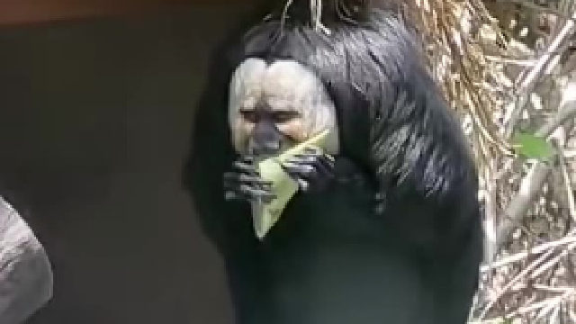 神奇的物种，这种怪异长相的猴子果然是另类颜值的天花板，濒危物种果然都是靠颜值吃饭…真丑