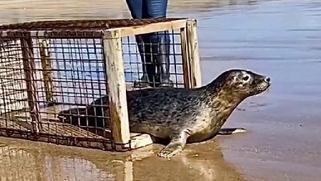 这场面有点感人。小家伙一步三回头，依依不舍得