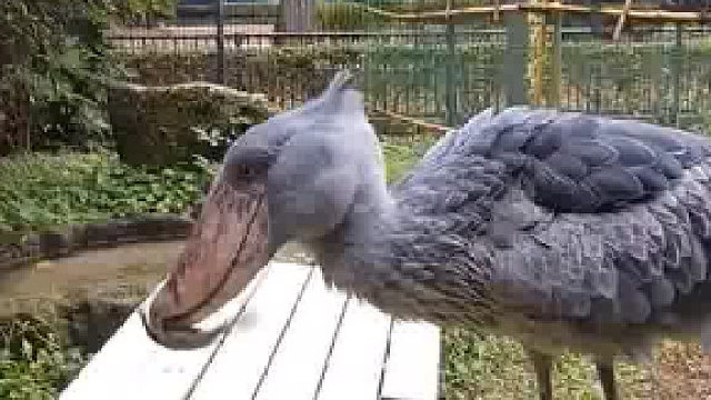 鲸头鹳，吃饭还是玩儿咱也不知道