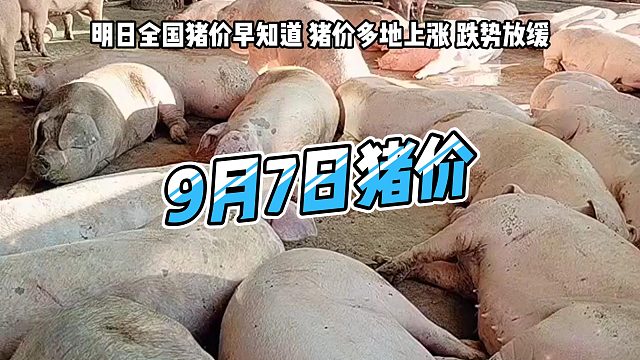 明日9月7日全国猪价早知道！明日猪价多地上涨 生猪价格跌势放缓#猪价行情 #明日猪价 #生猪价格