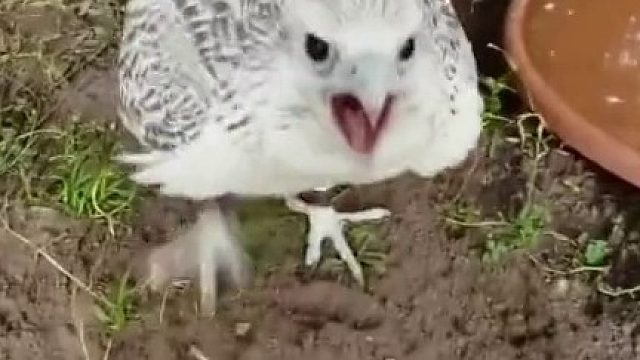 这就是传说中的沙雕