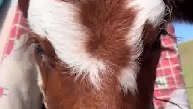 走近了才看清！牛犊藏被子里避暑躲蚊虫完美隐身