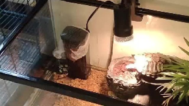 这个解说一定是打了鸡血了搞笑配音