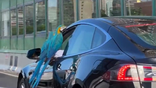 车里带宠物不是啥新鲜事，开车遛鸟还是第一次见