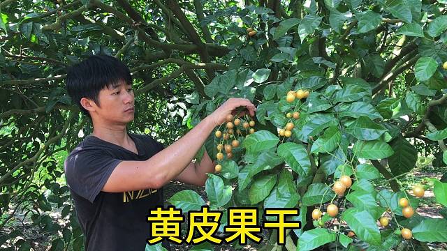 夏天的味道黄皮果干，酸酸甜甜好吃不上头