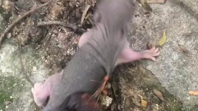 这蚂蚁劲这么大