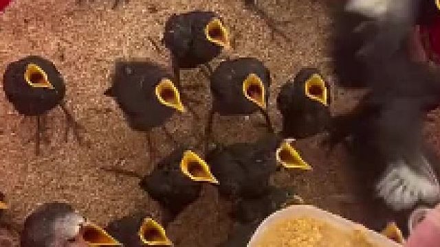 动作出奇的一致