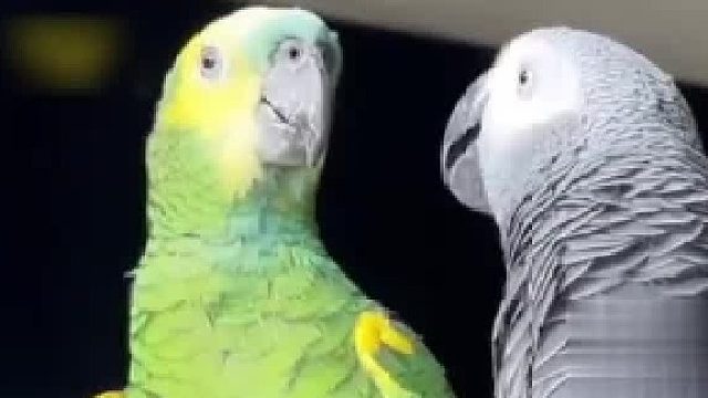 灰鹦鹉智商高，学话很快