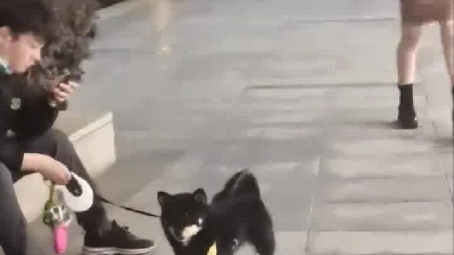 好可爱的小黑，这什么品种？