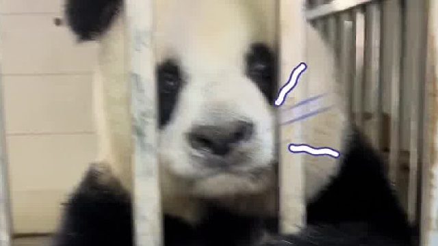 大熊猫高高：家人们，谁懂啊！奶爸：我知道你很急，但是你先别急