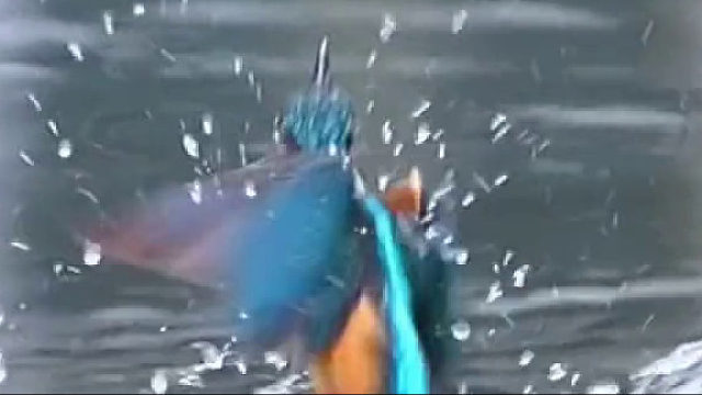 小翠鸟捕鱼历险记！差点被大鱼吃掉。有时候猎人和猎物的身份转换，只在须臾之间