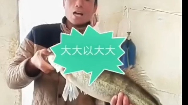 野生大铜锣鱼