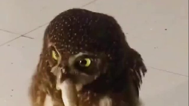 巨能吃的“团团兽”蜀黍表示喂不起