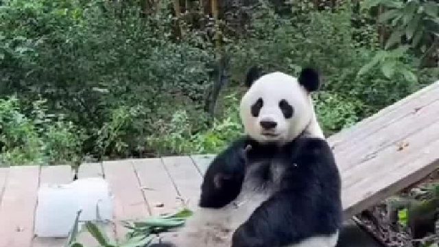 饲养员不小心手滑将苹果扔飞，大熊猫梅清气得攥紧了小拳头