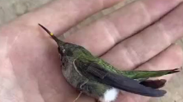 不看到最后还以为是标本