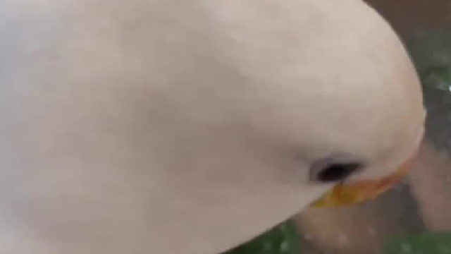 养鸡人的吃饭日常