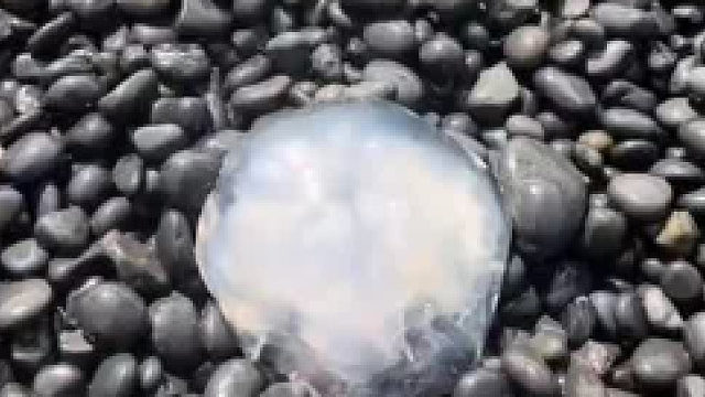 这。。。竟然溜走了！？