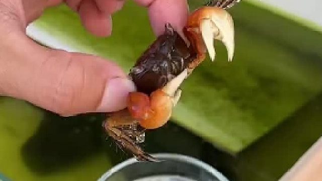 养殖红螃蟹